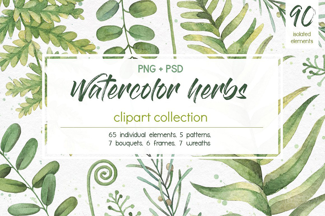 水彩手绘草药植物psd分层素材 16图库素材网