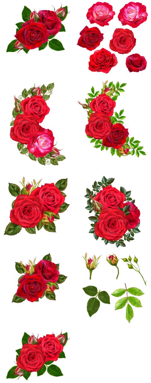 漂亮红玫瑰花卉PSD分层素材