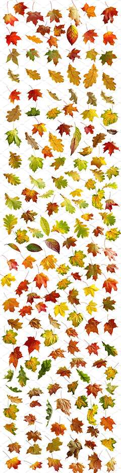 1000+各种形状秋季树叶PSD分层素材