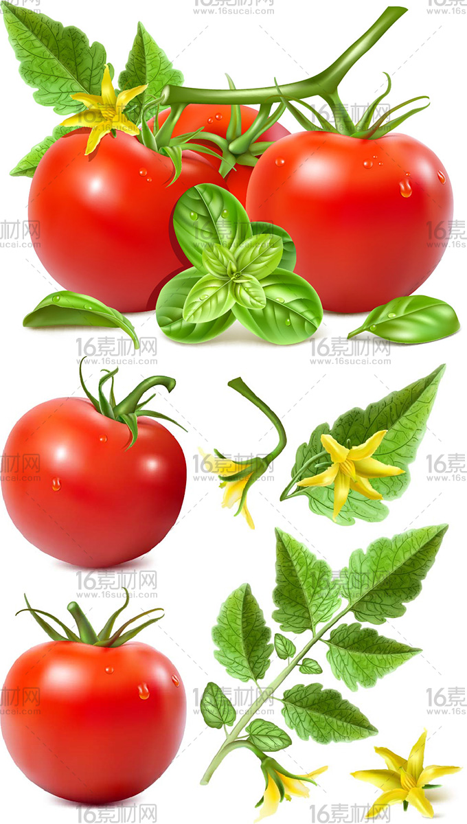 新鲜的西红柿设计矢量素材
