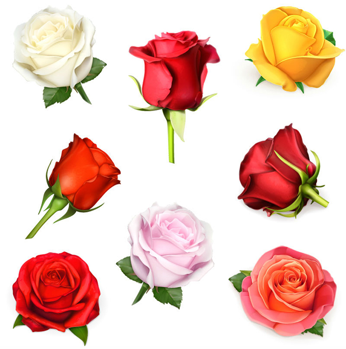 8款美丽玫瑰花矢量素材