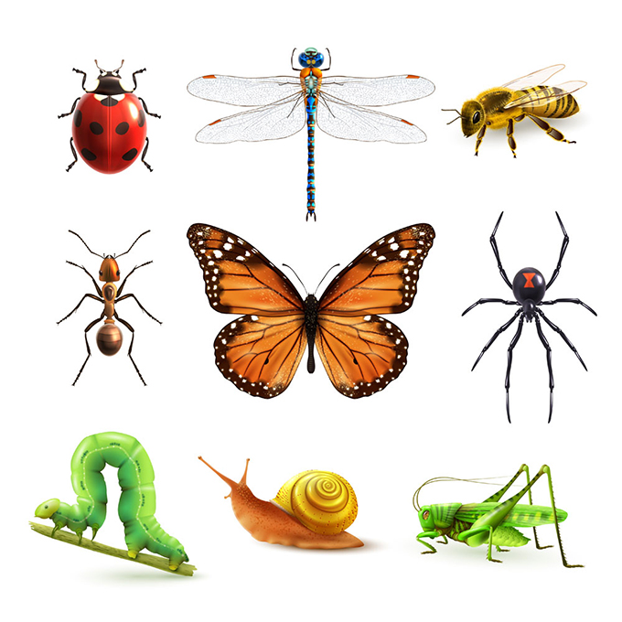 卡通昆虫图标设计矢量素材