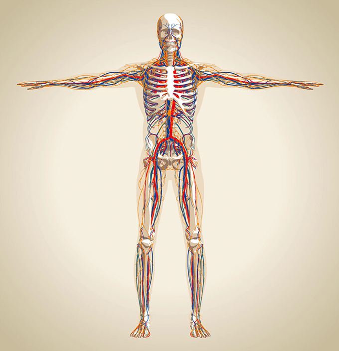 人体骨骼血管示意矢量素材