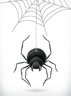 挂在蜘蛛网上的黑蜘蛛矢量素材