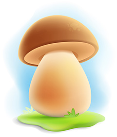 生长在草地上的棕色小蘑菇高清图片