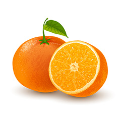 新鲜的橙子矢量素材