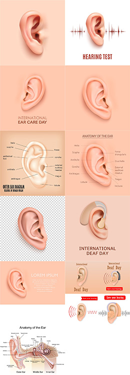 耳部结构解剖图矢量素材
