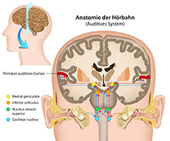 听觉系统剖面注释矢量素材