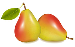 两个成熟的香梨矢量素材