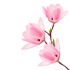 粉色美丽花朵矢量素材