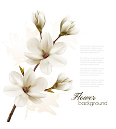 白色美丽花朵设计矢量素材