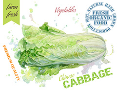 大白菜蔬菜绘画设计矢量素材