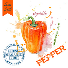辣椒蔬菜绘画设计矢量素材