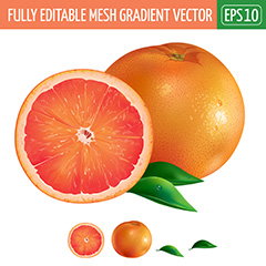 橙子桔子水果设计矢量素材