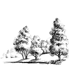 素描手绘线条树木矢量素材