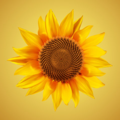 金色背景上的向日葵花朵特矢量素材