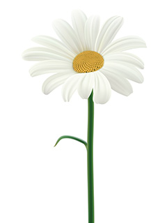 单根盛开的白色花朵矢量素材
