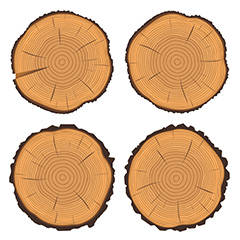 木桩横切面年轮木纹矢量素材