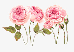 手绘粉红色玫瑰花矢量素材