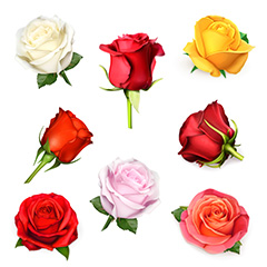 多款彩色玫瑰花矢量素材