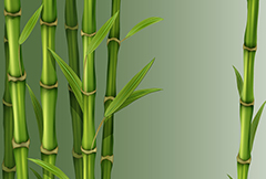 精美绿色竹子矢量素材