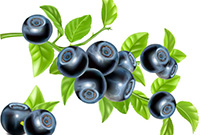 新鲜的蓝莓水果矢量素材