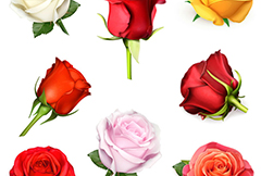 8款美丽玫瑰花矢量素材