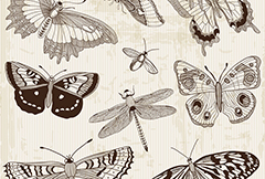 古典蝴蝶蜻蜓昆虫设计矢量素材