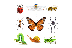 卡通昆虫图标设计矢量素材