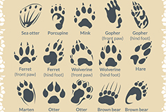 15款动物脚印设计矢量素材