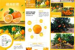 营养健康淘宝橙子详情页psd分层素