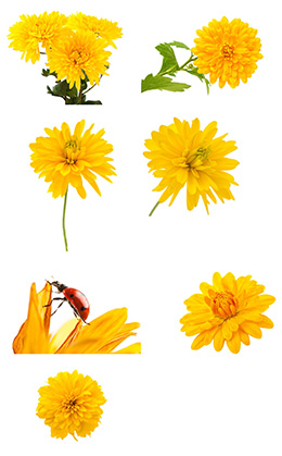 7张黄色菊花高清图片