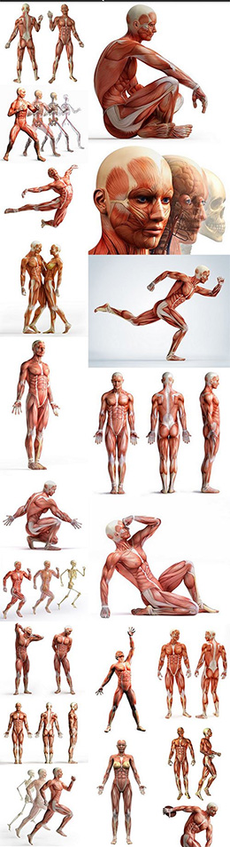 男性人物肌肉组织构造高清图片