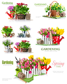 6张园艺花卉装饰礼物高清图片