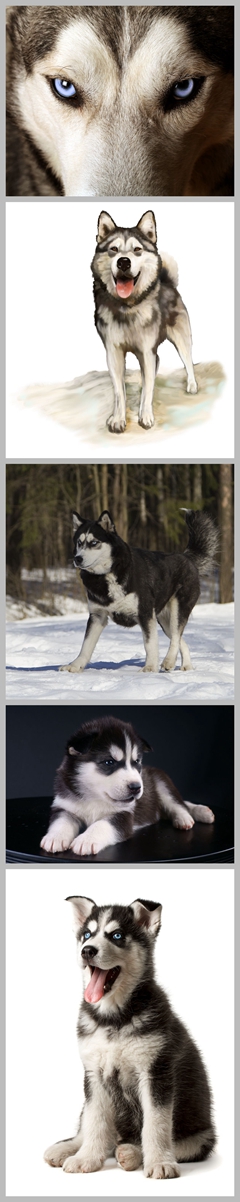 5张雪地中的爱斯基摩犬高清图片