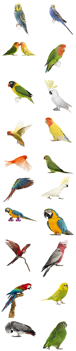 20款多彩鸟类特写高清图片