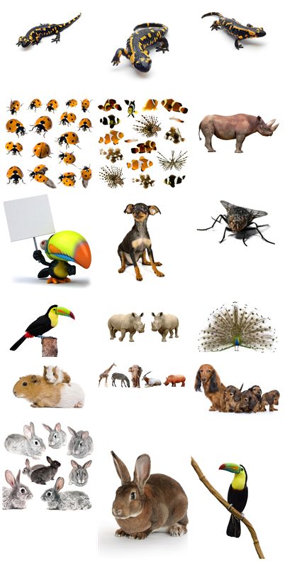 19张动物昆虫大合集高清图片