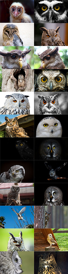 25个猫头鹰特写高清图片
