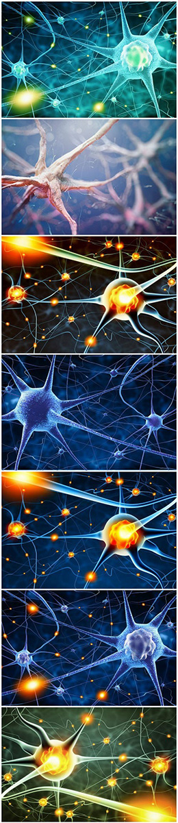 8张活跃的神经细胞组高清图片