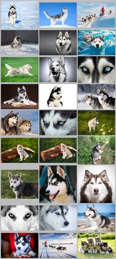 31张哈士奇宠物狗雪橇犬动物高清图片打包下载