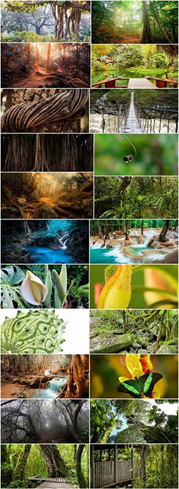 25张原始丛林风景高清图片
