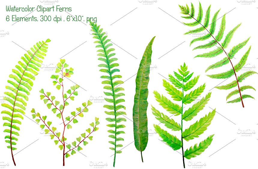 6款水彩手绘绿植蕨叶剪贴画 Watercolor Clipart Fern Leaves插图(2)