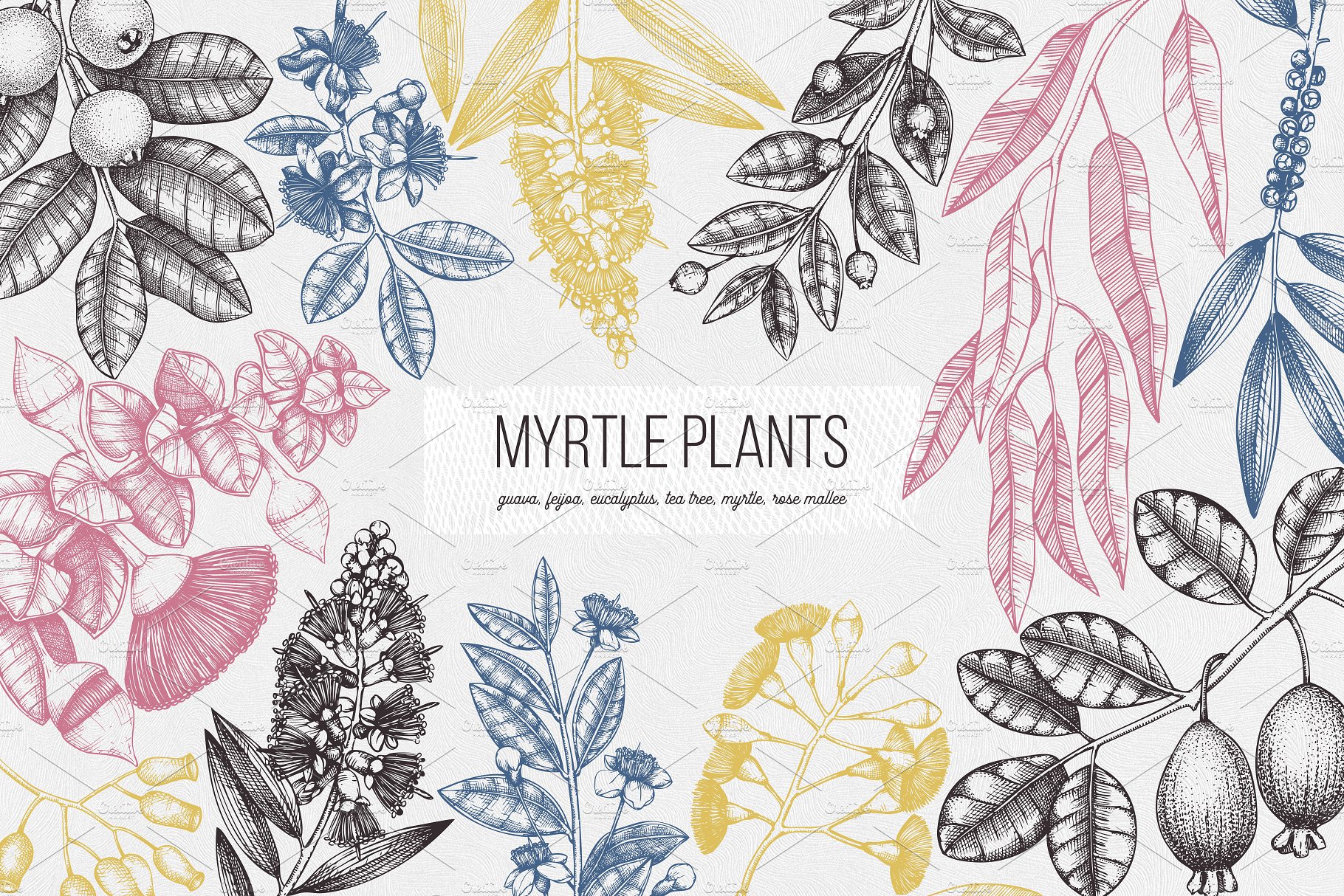 桃金娘属植物素描矢量图形 Vector Myrtle Plants Sketches插图