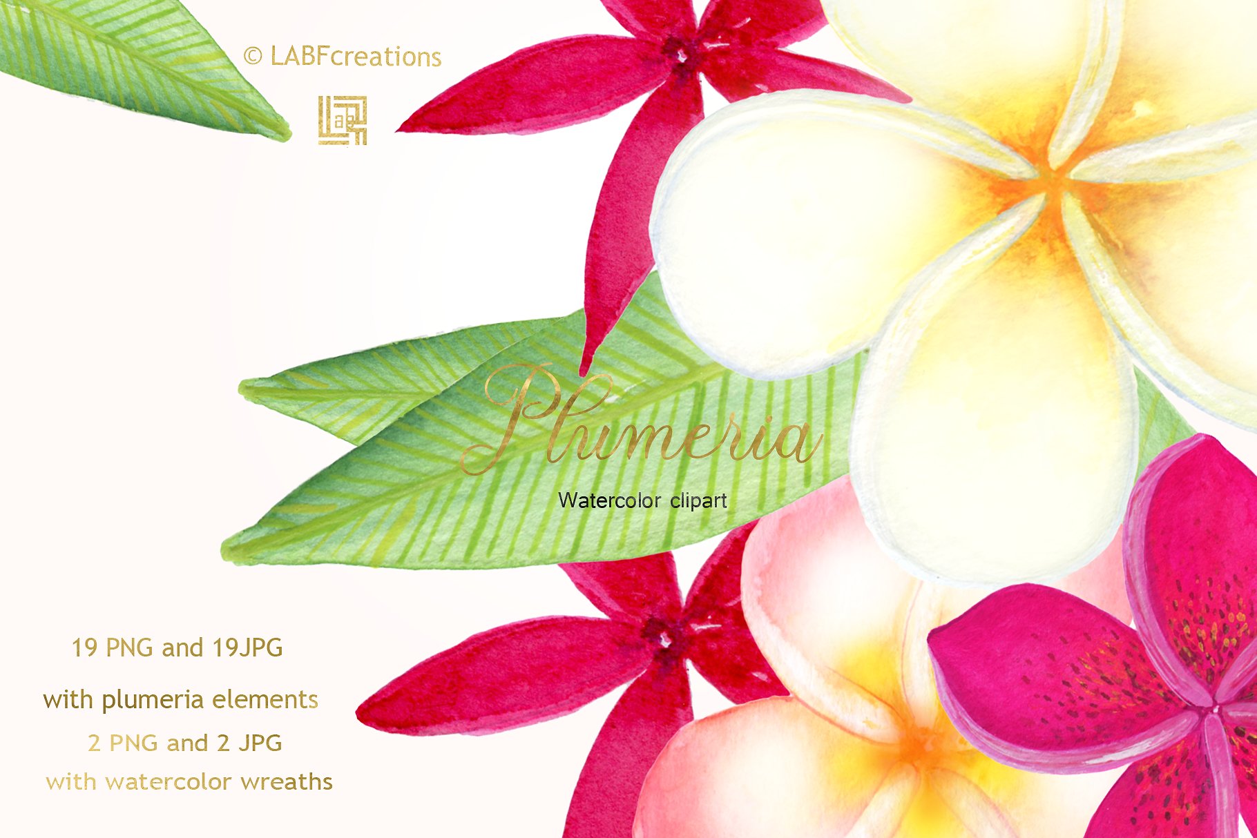 柔和优雅的手绘水彩热带花卉剪贴画 Plumeria Tropical watercolor flowers插图(2)