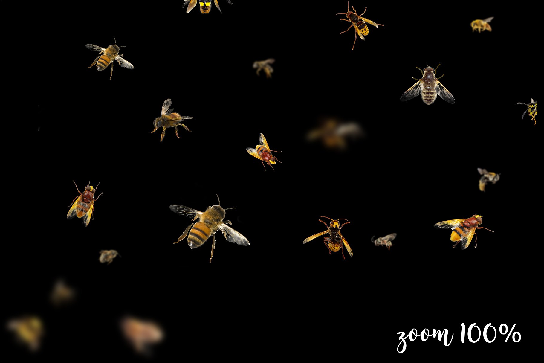 5K高清分辨率蜜蜂叠层背景素材 5K Bees Overlays插图(1)
