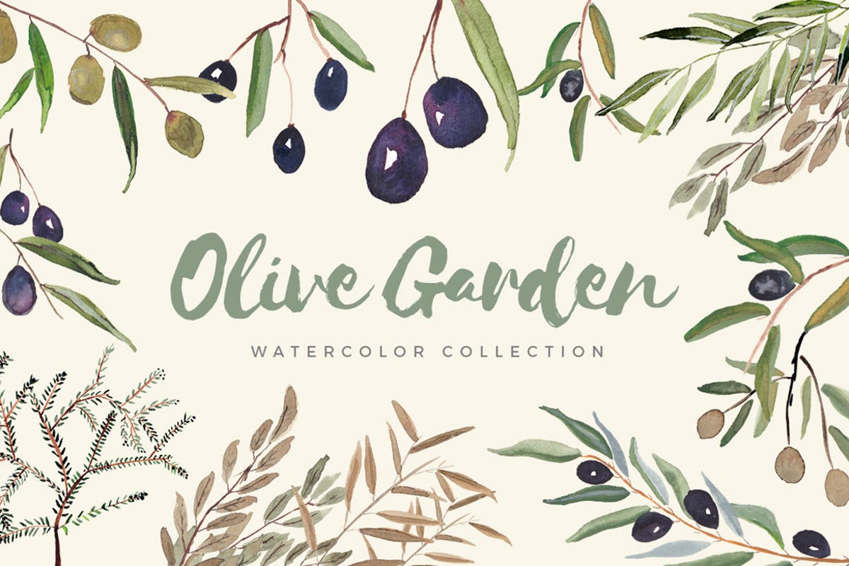 橄榄树叶水彩系列插画合集 Olive Garden Watercolor Collection插图