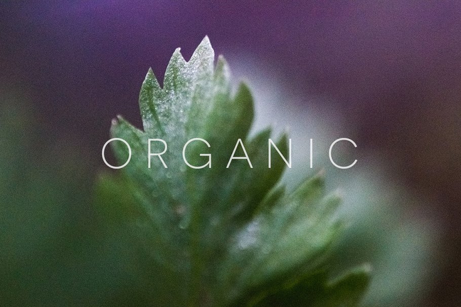 20张高清分辨率花卉植物特写镜头照片 Organic插图(13)