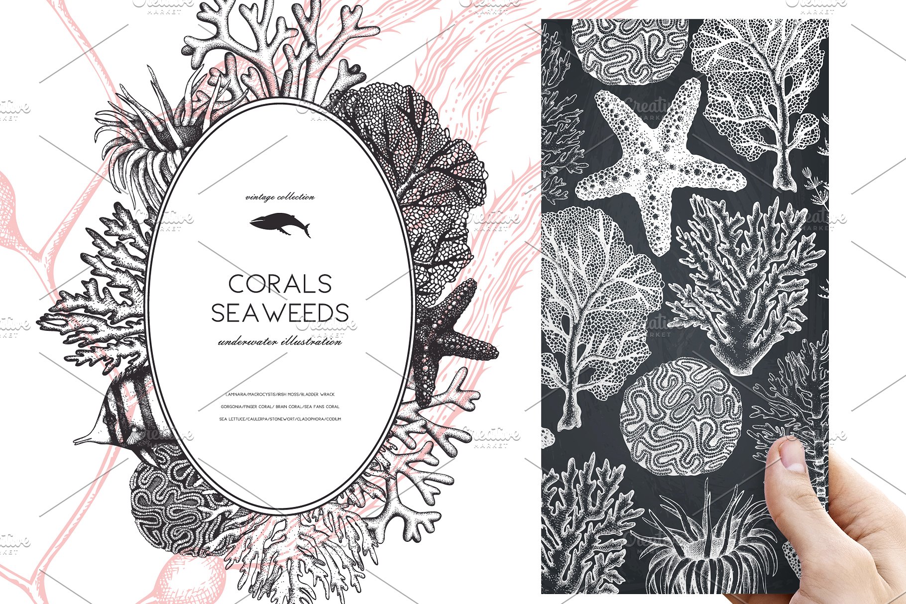 海藻珊瑚矢量插画合集 Vector Seaweeds & Corals Set插图(6)