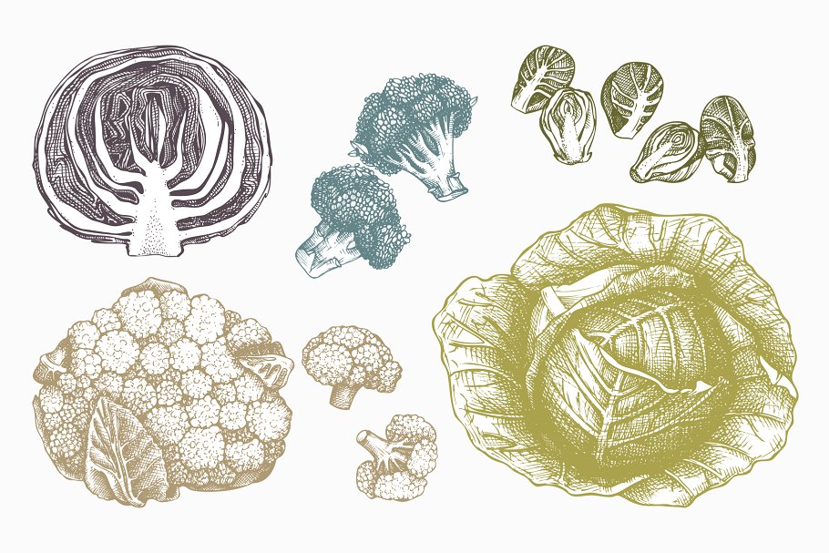 复古蔬菜卷心菜矢量插图合集 Vector Vegetables – Cabbage Set插图(1)