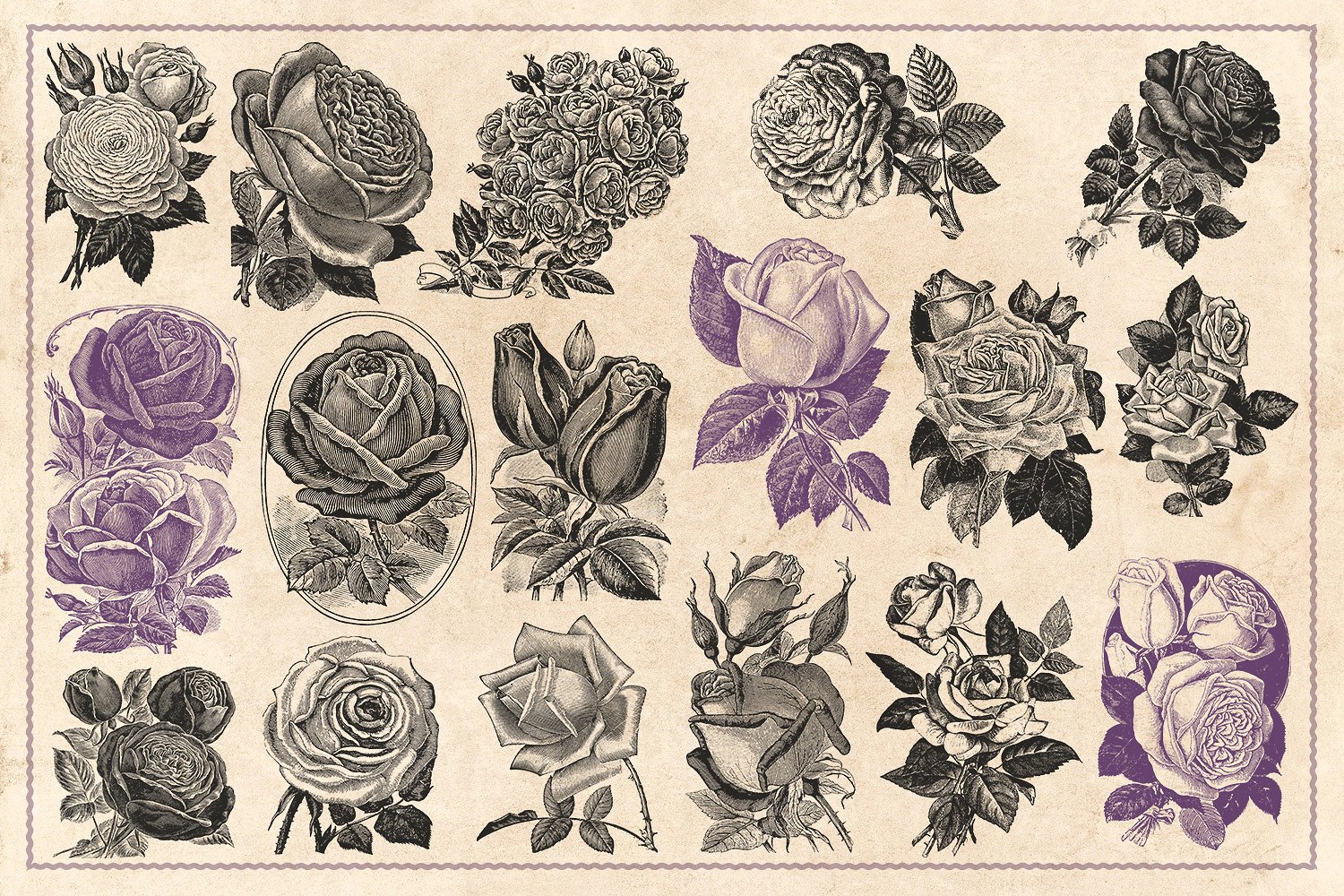 70款手绘怀旧风格的玫瑰花矢量素材下载[eps,png]插图(6)